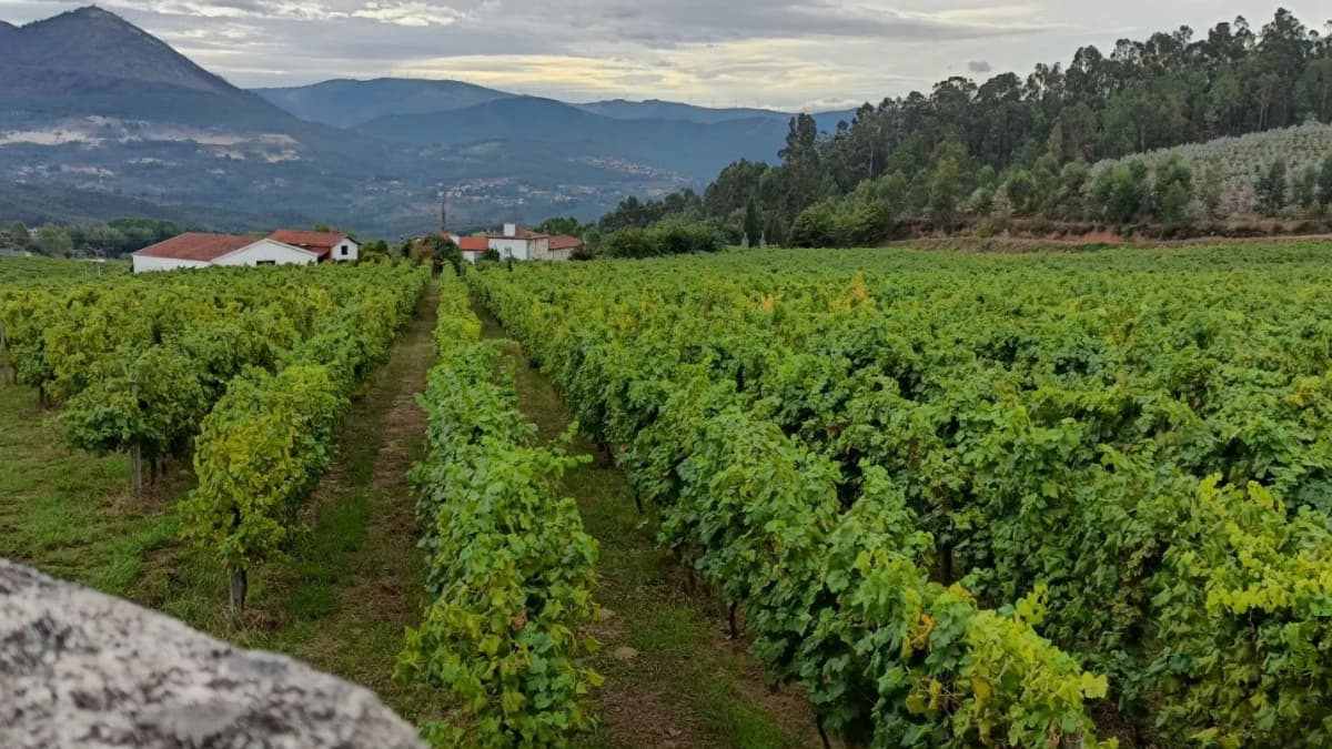 Die Renaissance des Vinho Verde: Eine Region im Aufbruch - Maître Philippe & Filles