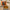 Mariscadora Premium Miesmuscheln mit Habanero-Püree 🌶️ 🌶️ Mariscadora