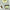 Wildschweinterrine mit Pinot Gris - Wild - 100g Nemrod