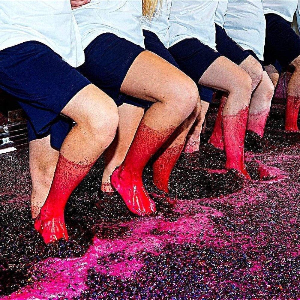Druida 2017 Tinto - Dão Nuno Mira do Ó