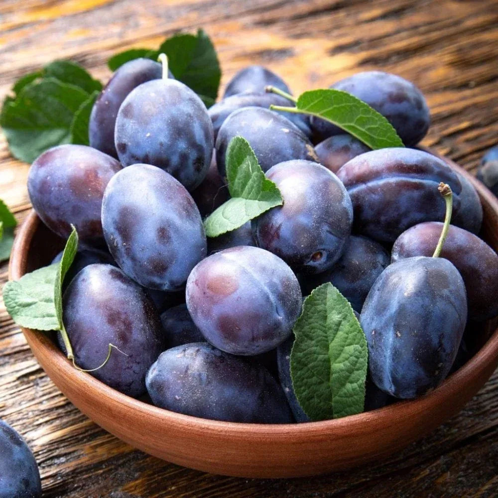 Eau de Vie de Vieille Prune (Pflaumenbrand) Maison Briottet