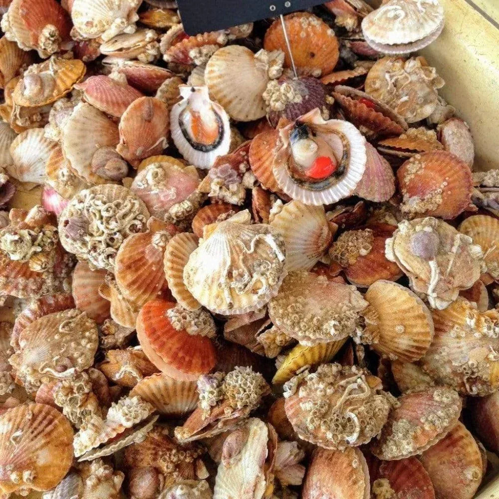 Kammmuscheln in Sauce-Vieira Ramón Peña