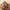 Lachscreme mit Estragon Belle Iloise