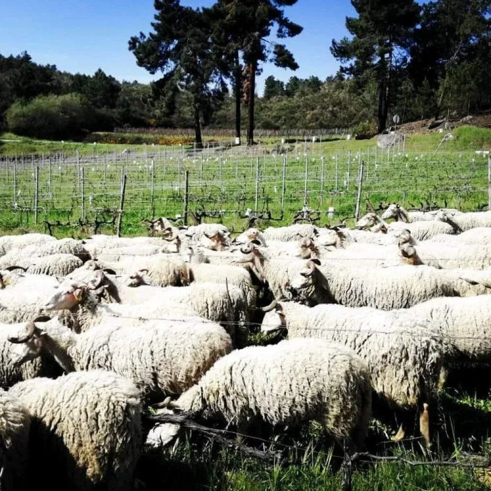 Pet Nat Rosé Uivo (Douro) Folias de Baco