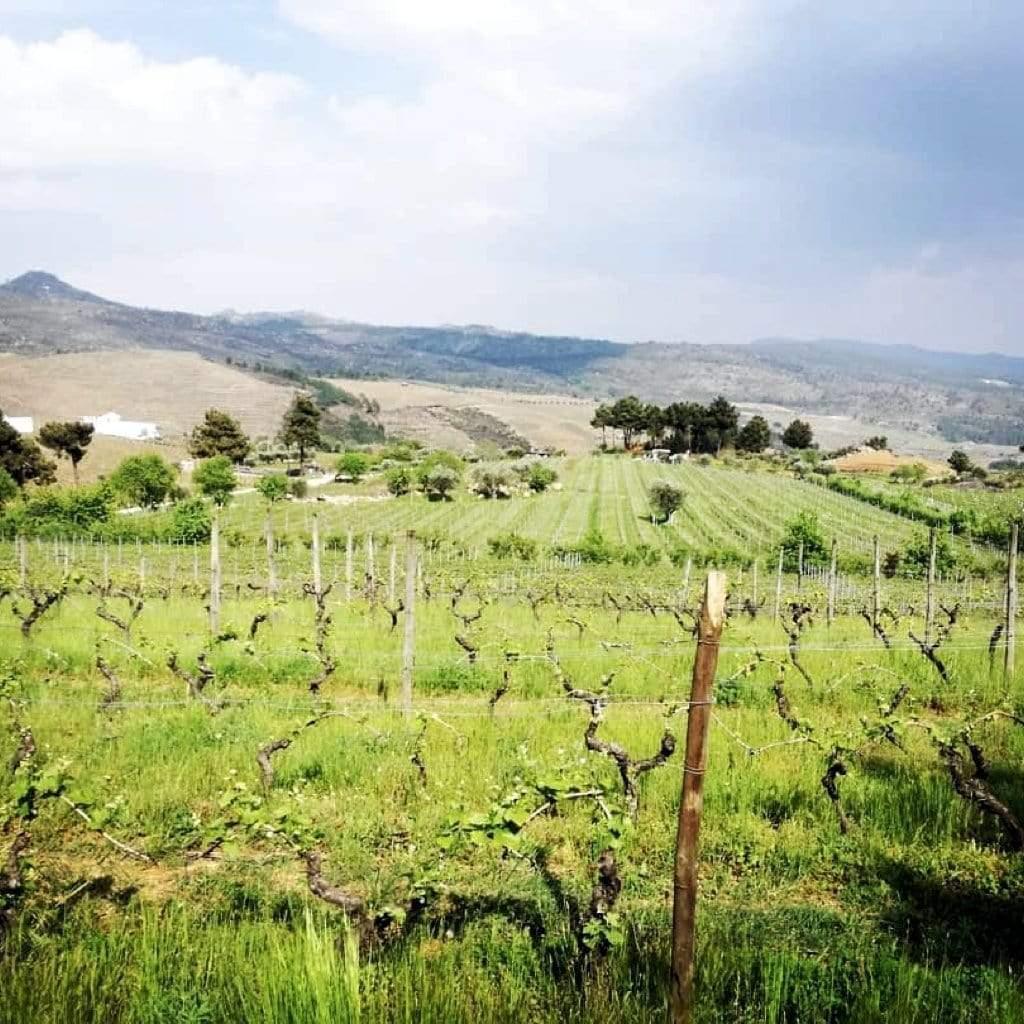 Pet Nat Branco 2024 Uivo (Douro) Folias de Baco