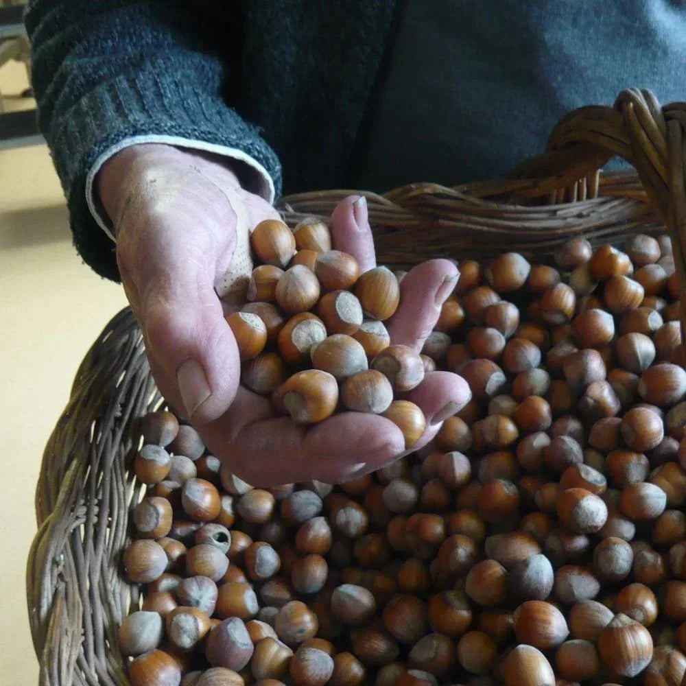 Piemonteser Haselnüsse Papa dei Boschi Azienda Agricola Papa dei Boschi