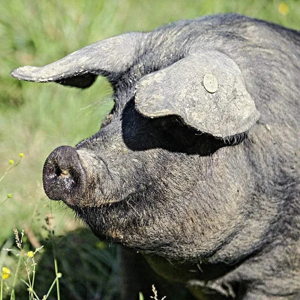 Streich-Blutwurst vom Porc Noir de Bigorre Collectif Padouen